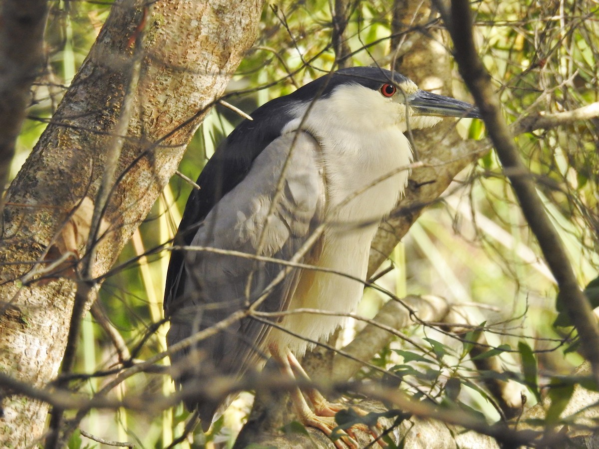 Black-crowned Night Heron - ML419291541