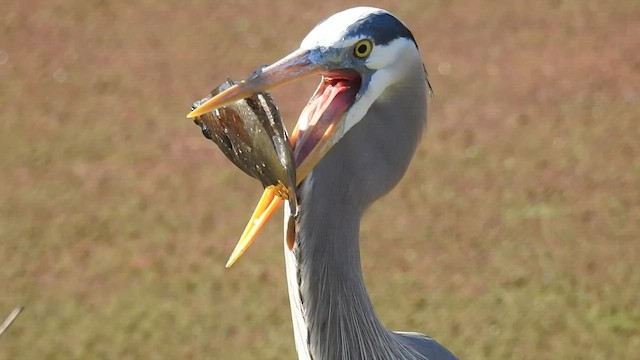 Grand Héron - ML419291821