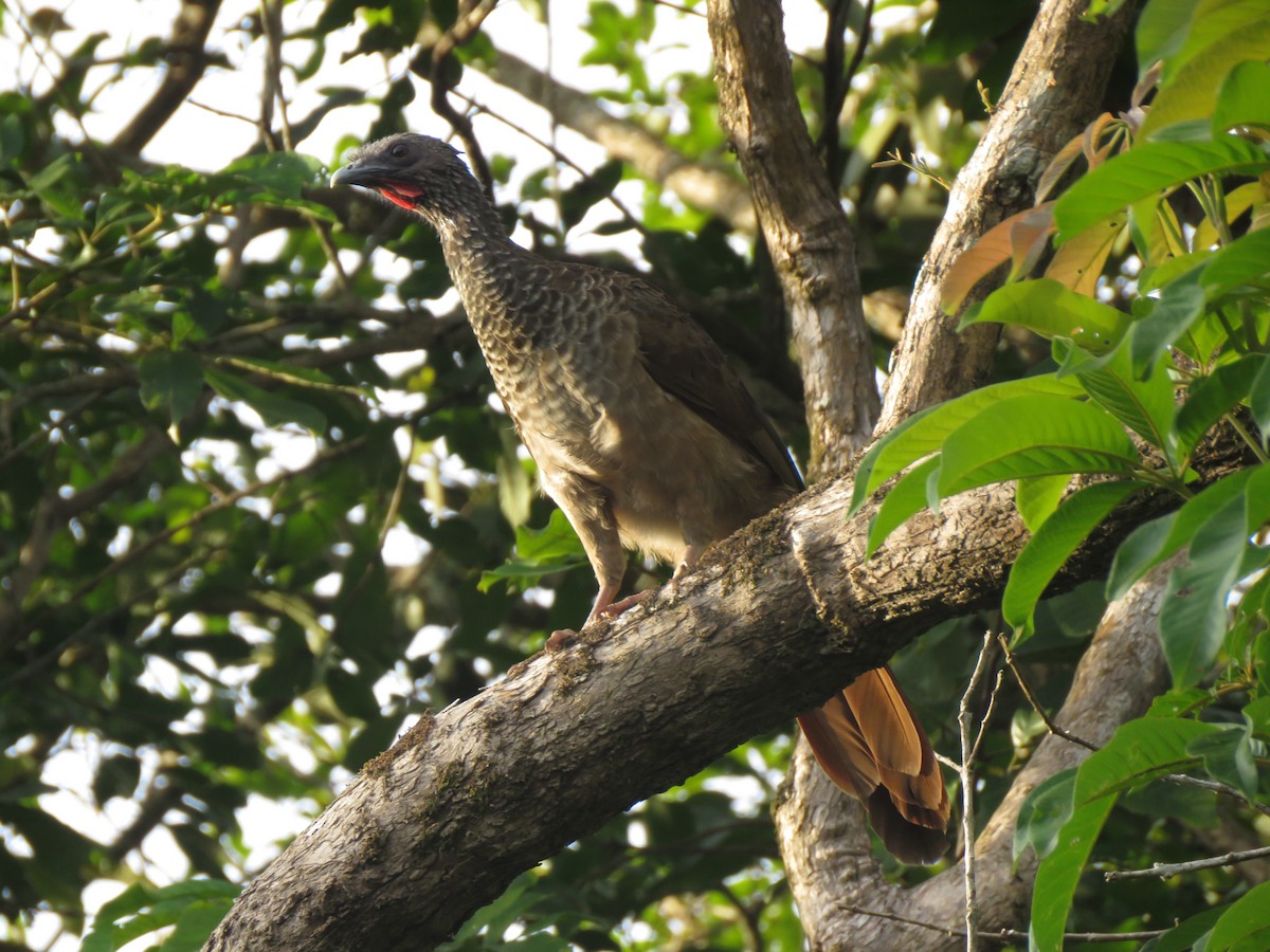 Speckled Chachalaca - ML419292741