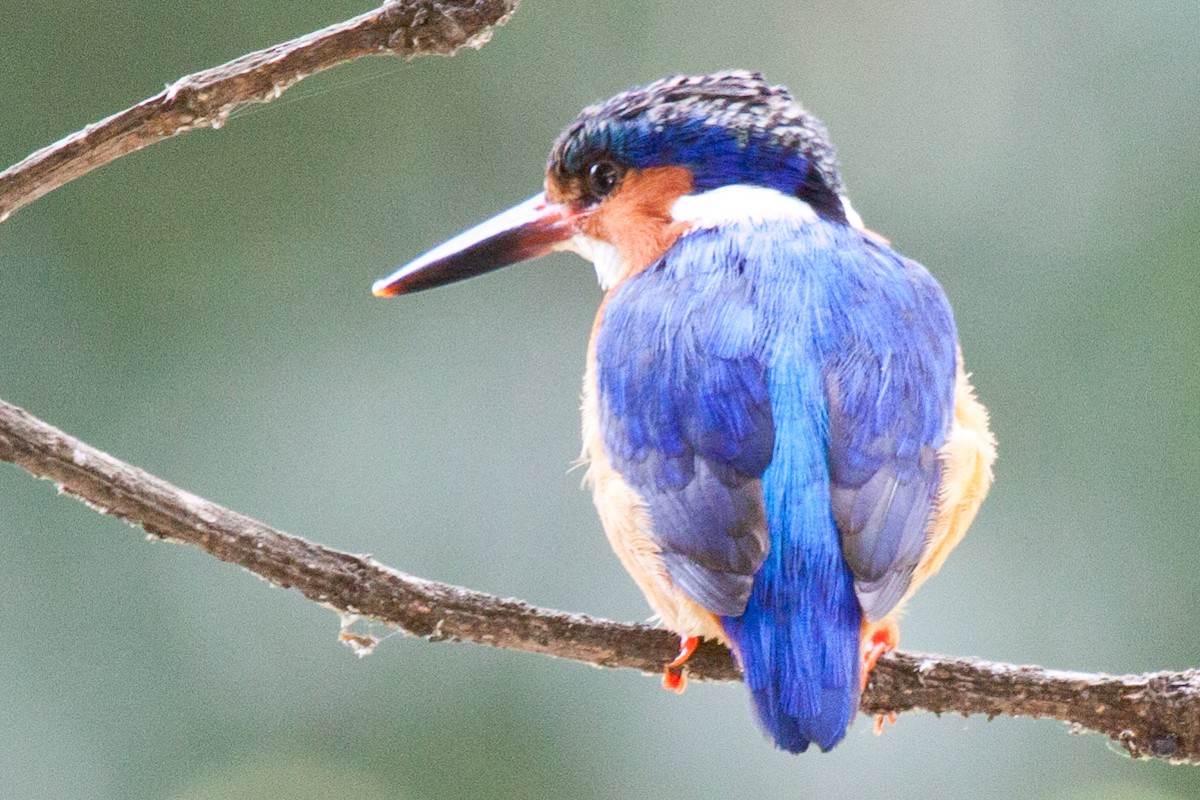 Malagasy Kingfisher - Sue Wright