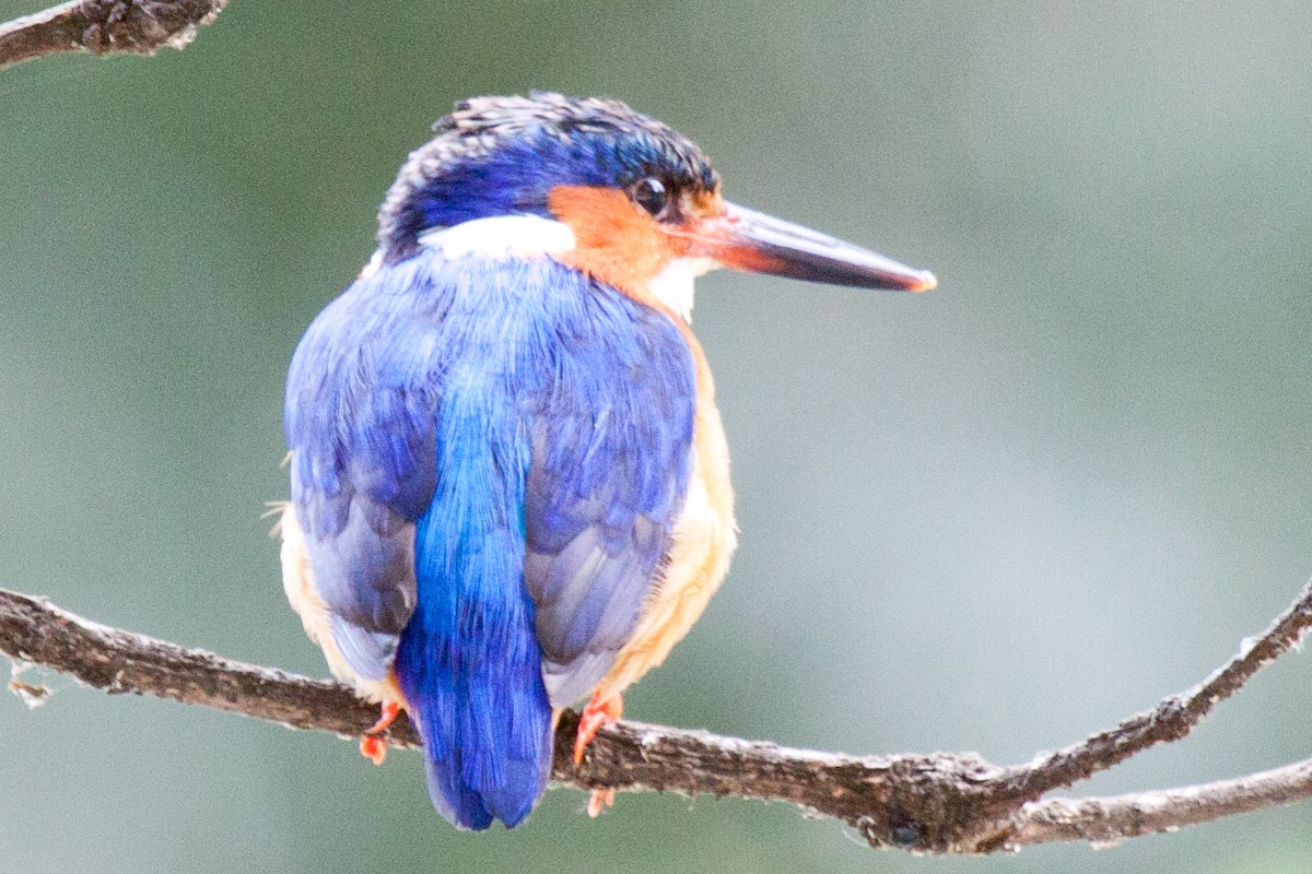 Malagasy Kingfisher - ML419293841