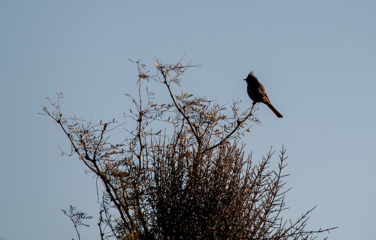 Phainopepla - Anonymous