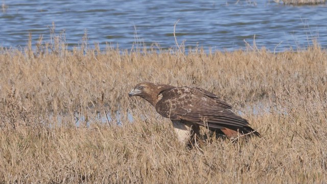 Red-tailed Hawk - ML419295751