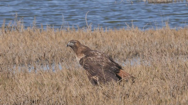 Red-tailed Hawk - ML419295791
