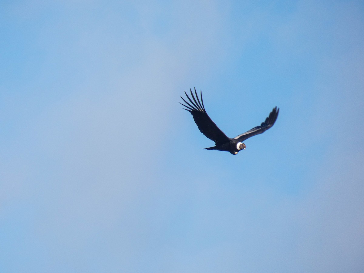 Condor des Andes - ML419296361