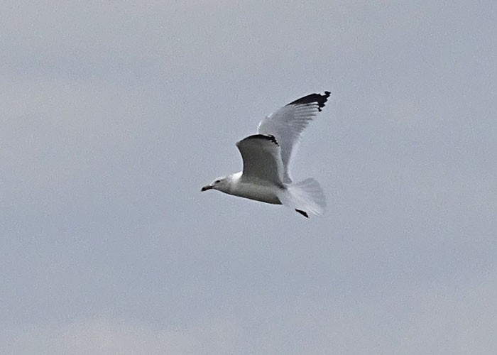 Ring-billed Gull - ML419296451