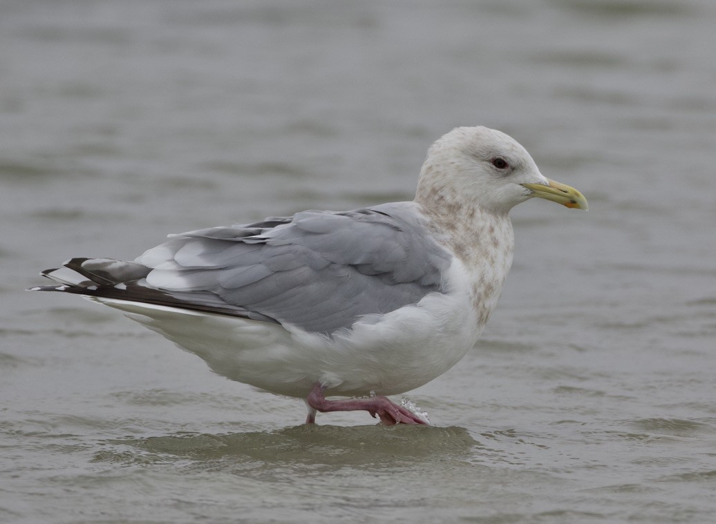 Gaviota Groenlandesa (thayeri) - ML419297541