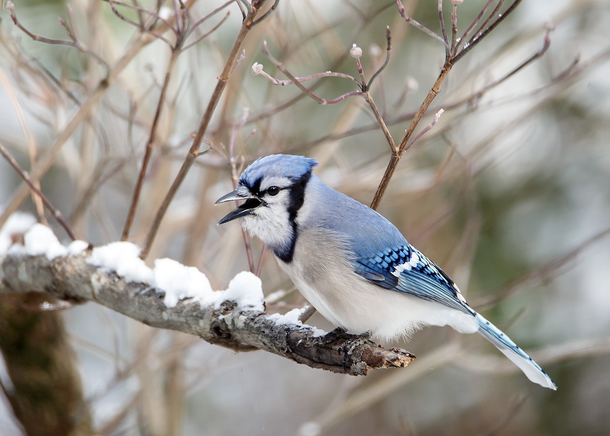 Blue Jay - ML419297601