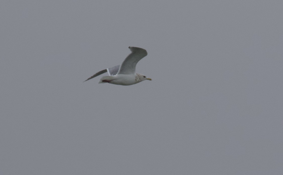 Gaviota Groenlandesa (thayeri) - ML419297891