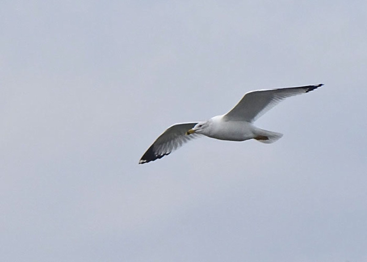 Ring-billed Gull - ML419297991