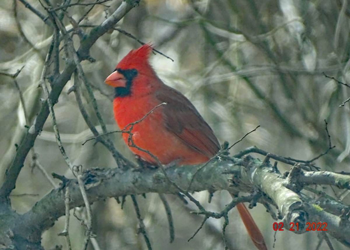 Cardinal rouge - ML419298471