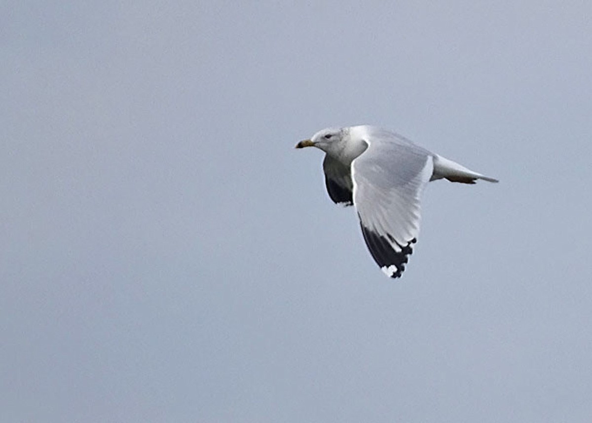 Gaviota de Delaware - ML419298991