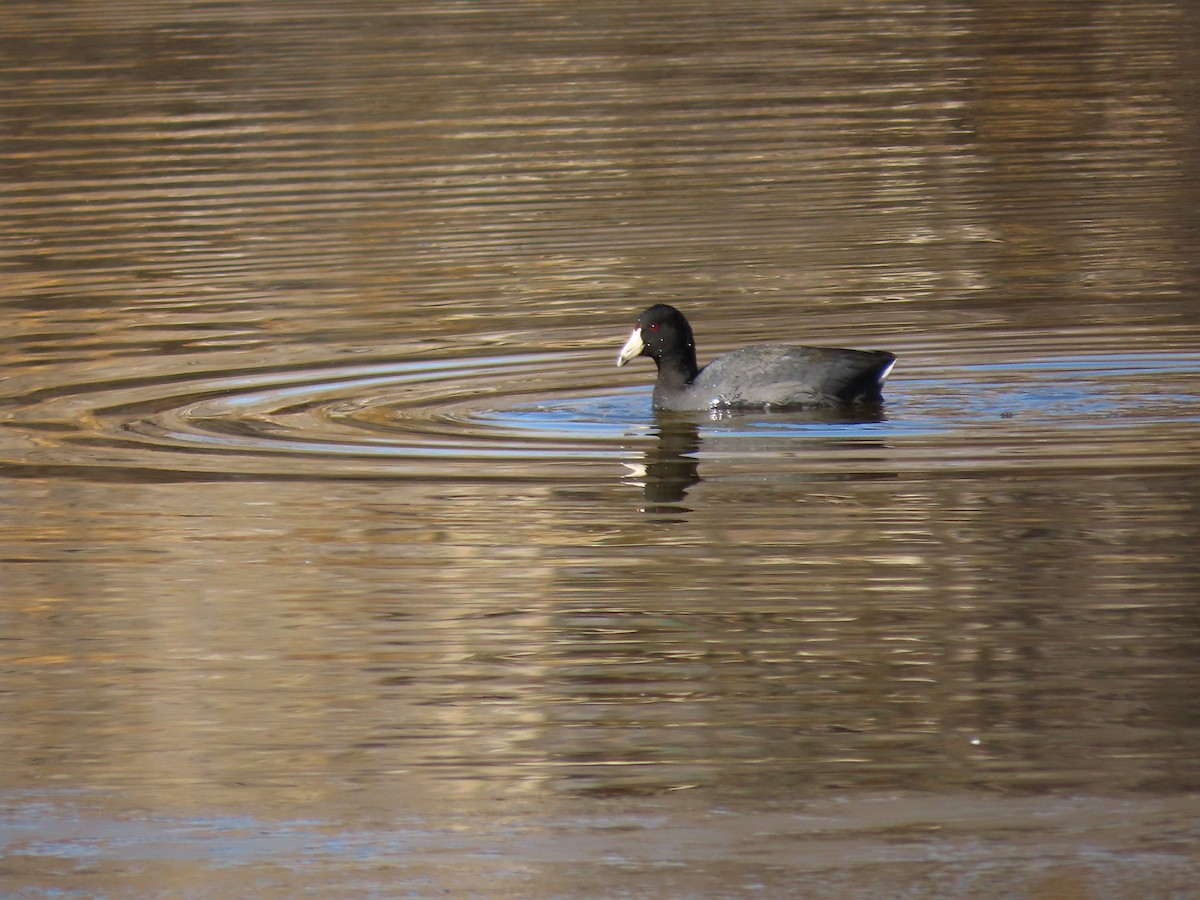 American Coot - ML419299281