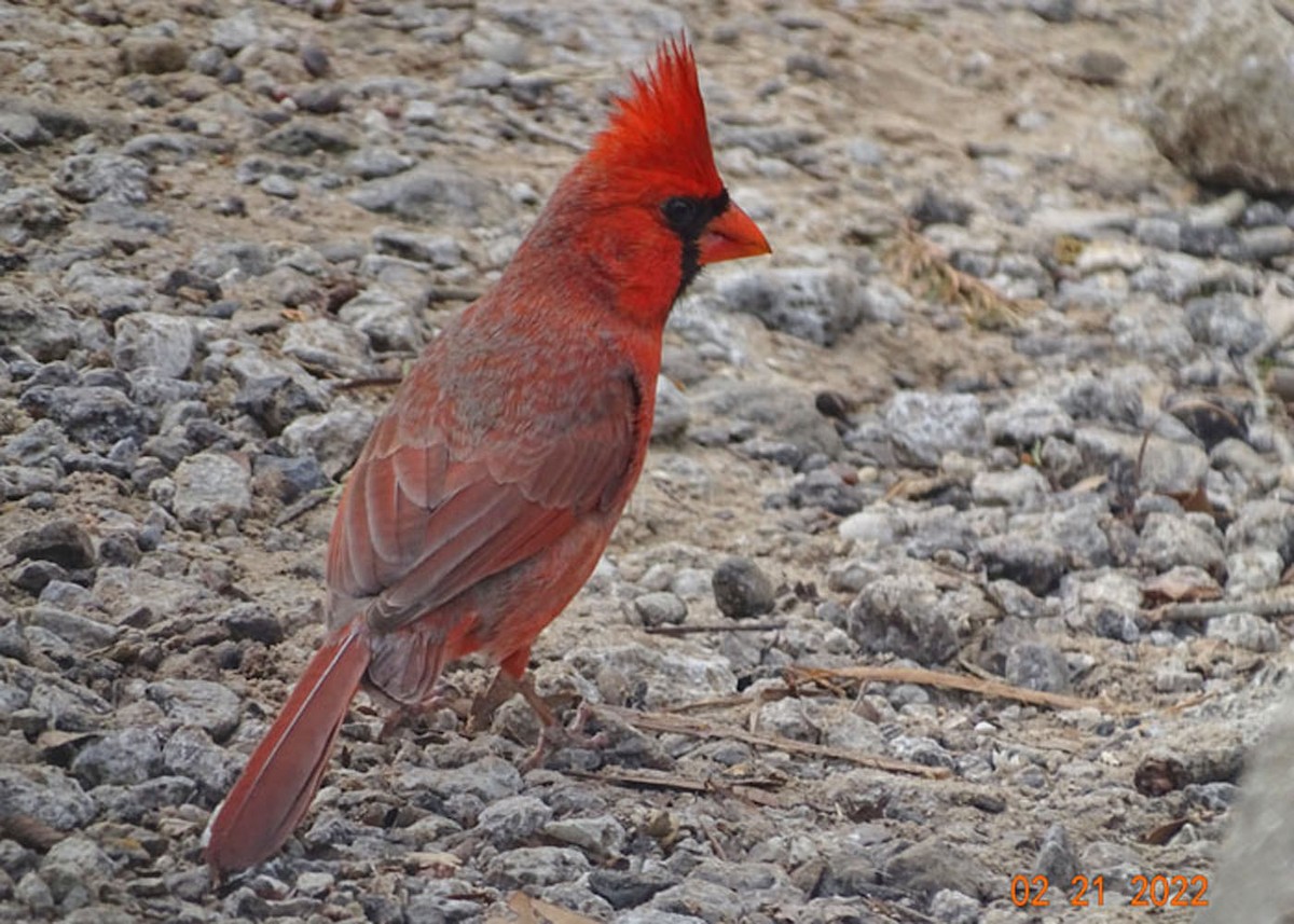 Cardinal rouge - ML419299571