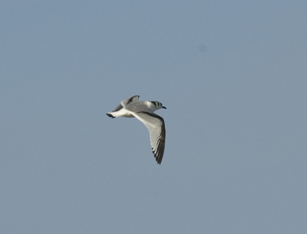 Mouette tridactyle - ML41930011