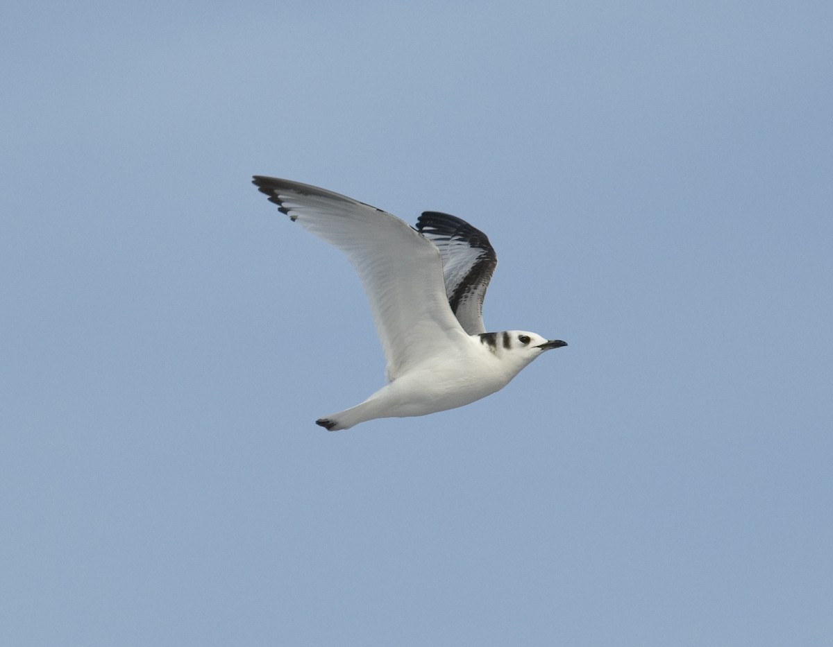 Mouette tridactyle - ML41930031