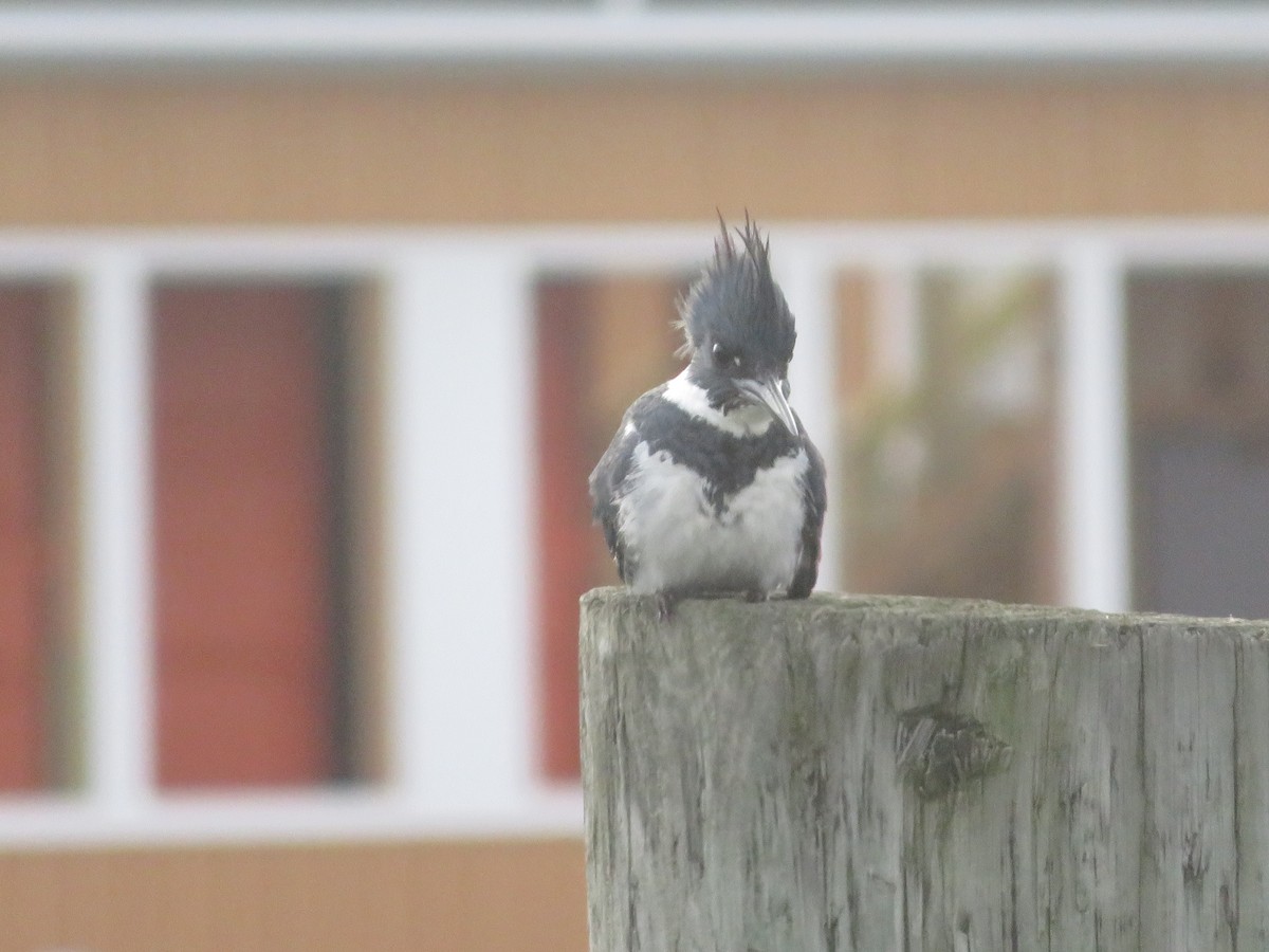 Belted Kingfisher - ML419300761