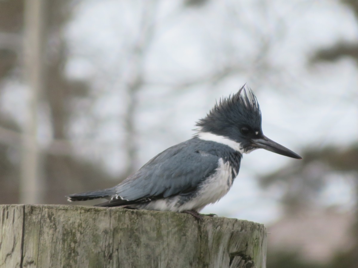 Belted Kingfisher - ML419300811