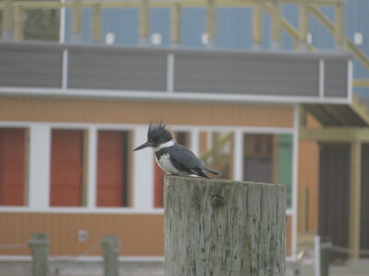 Belted Kingfisher - ML419300821