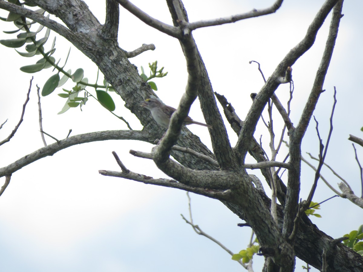 Grassland Sparrow - ML419301601