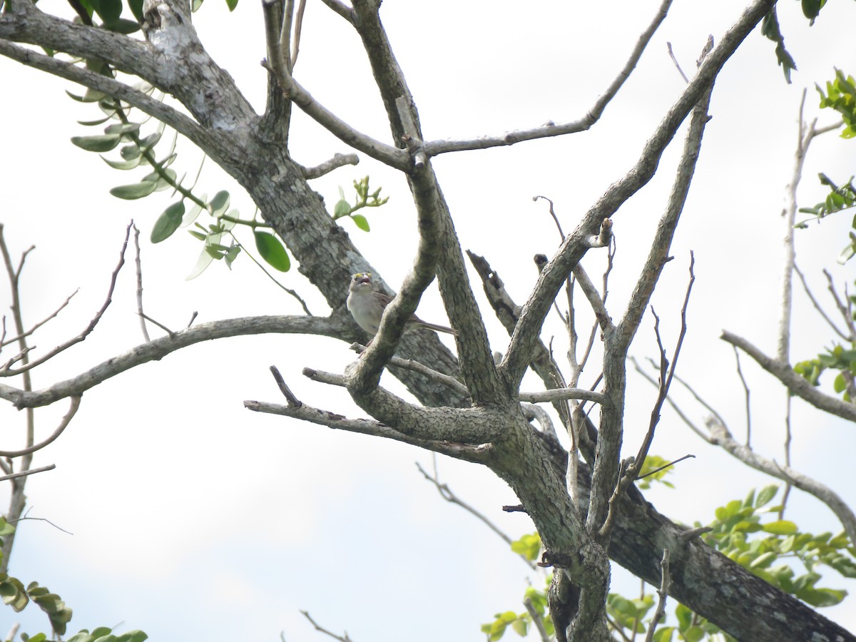 Grassland Sparrow - ML419301611