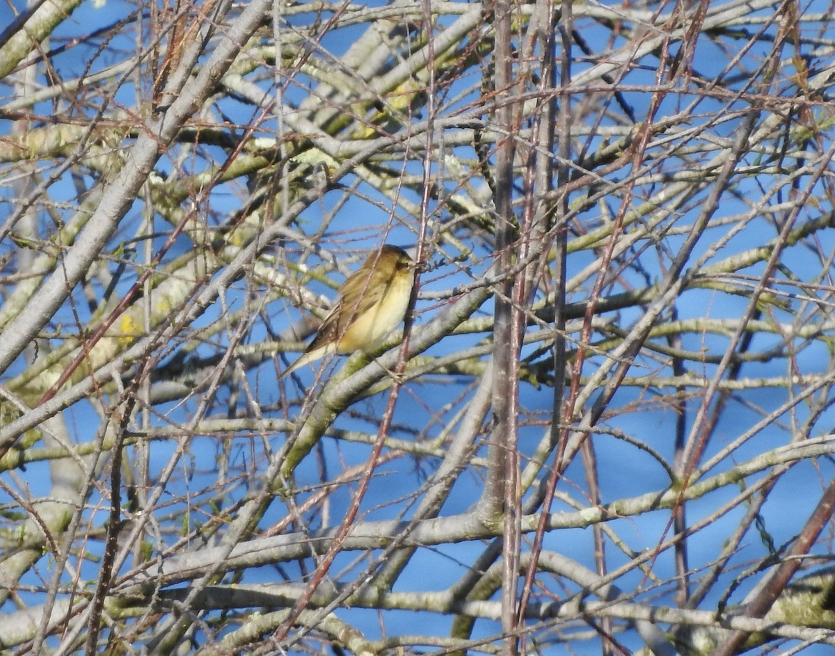 Sedge Warbler - ML419303301