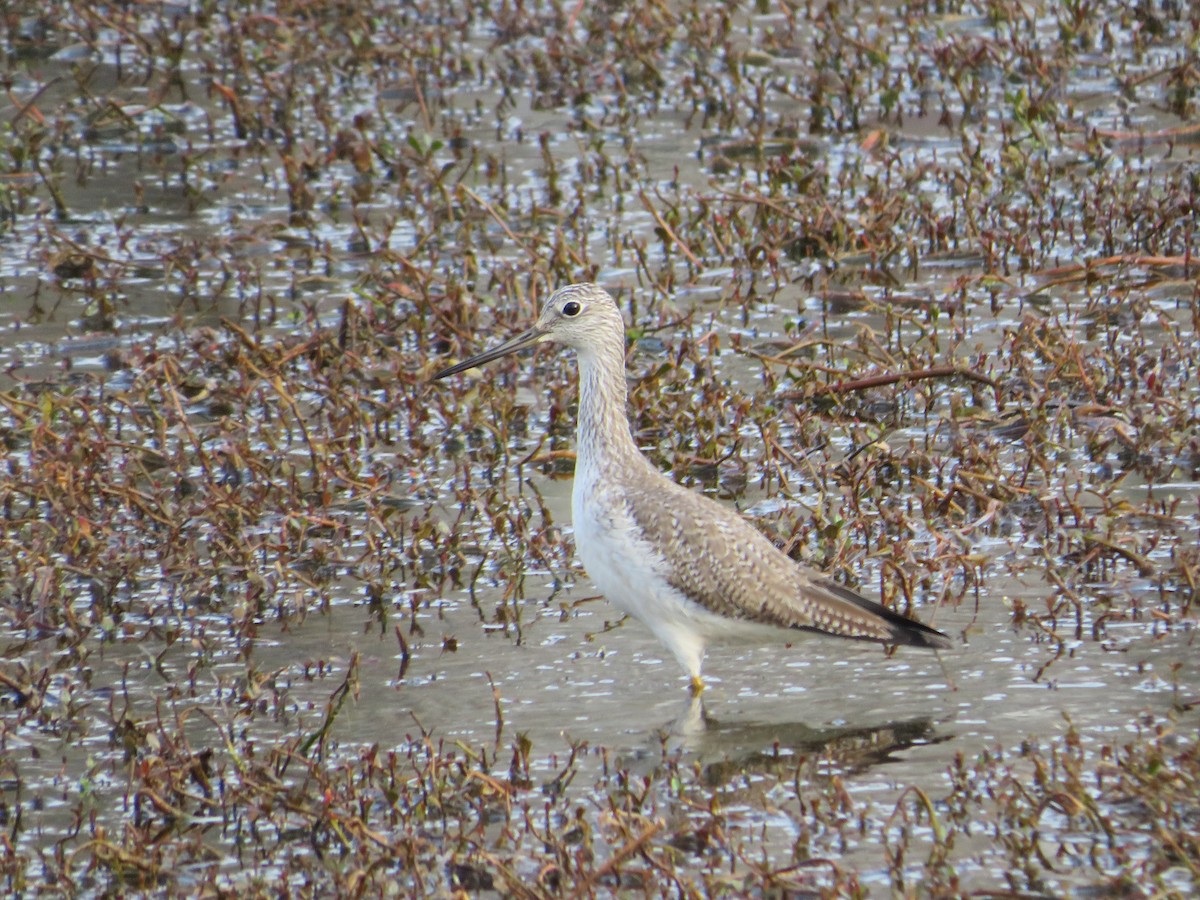 Greater Yellowlegs - ML419303901