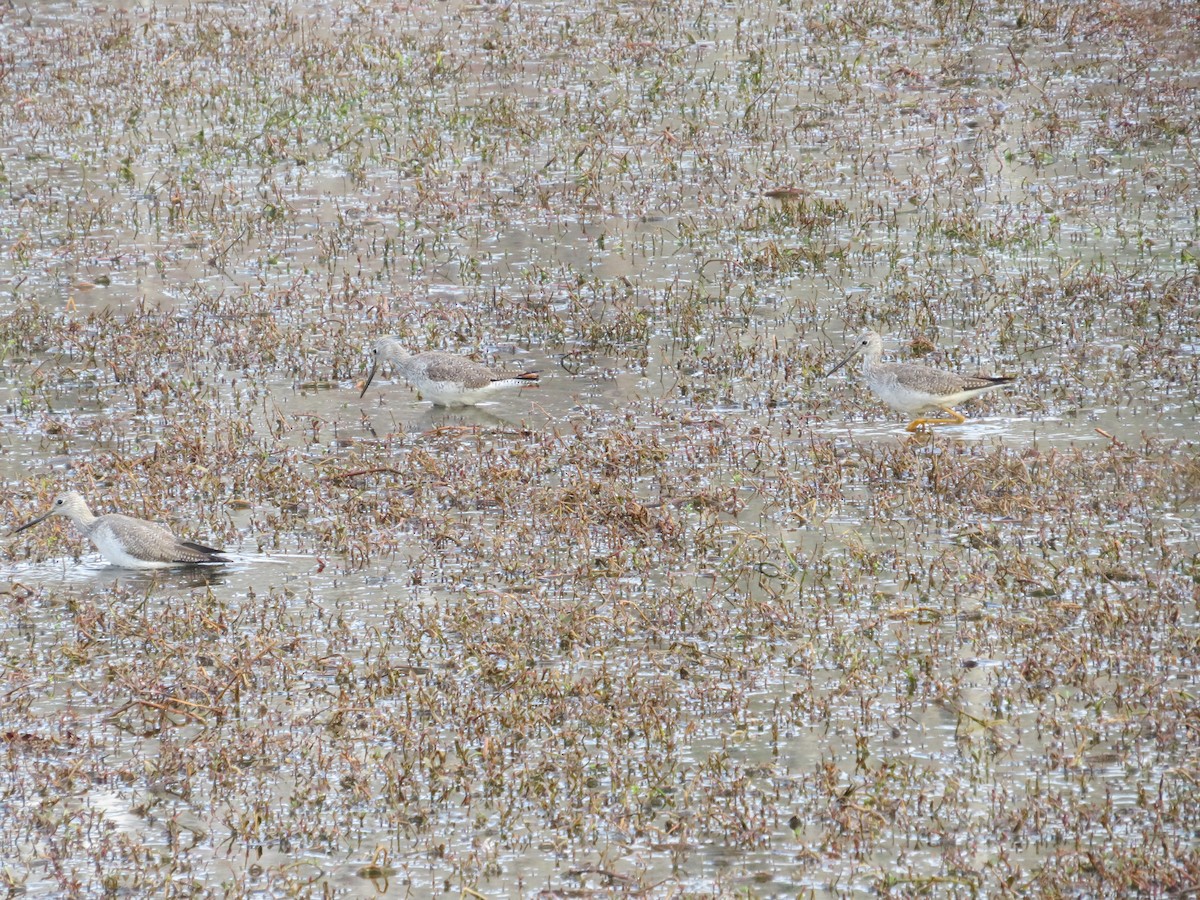 Greater Yellowlegs - ML419303921