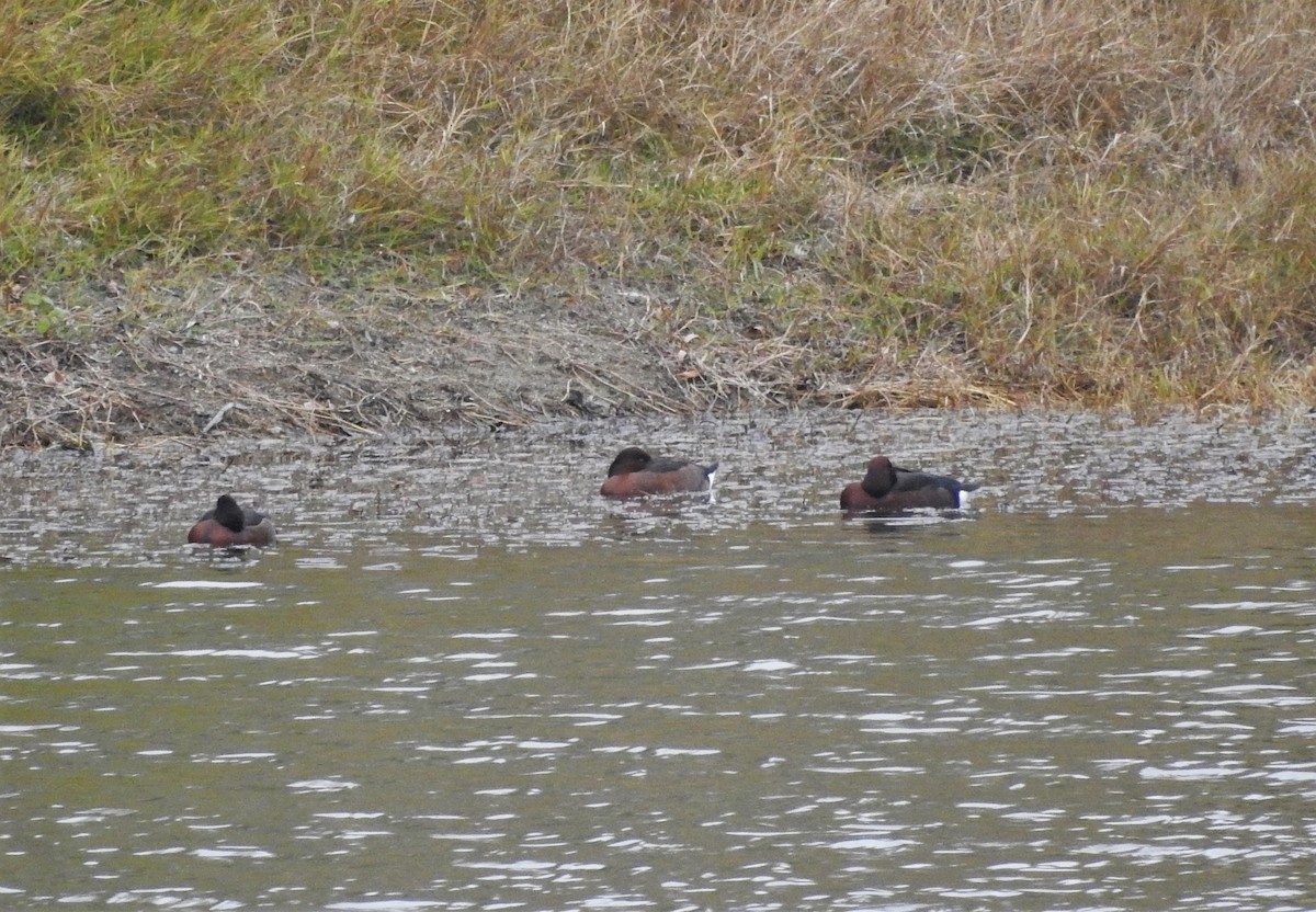 Ferruginous Duck - ML419306061