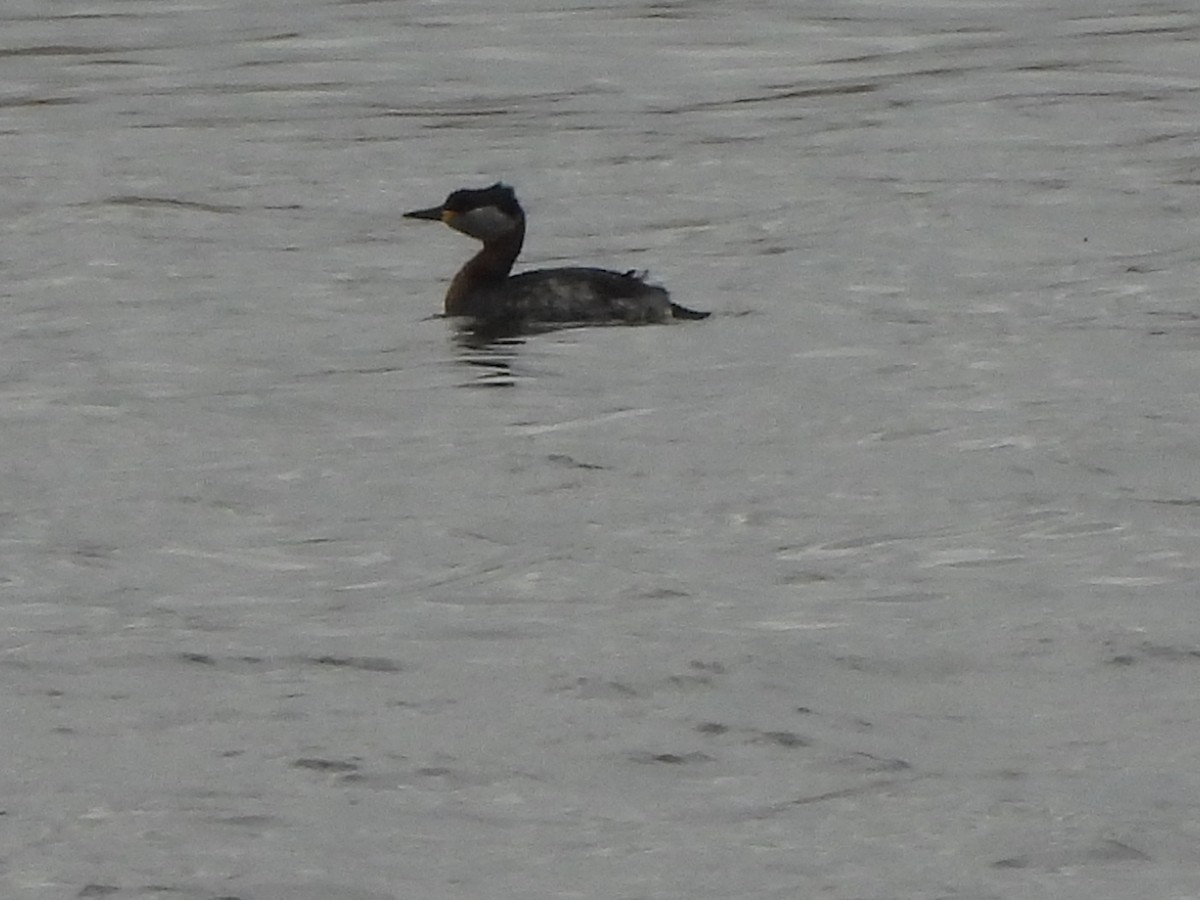 Red-necked Grebe - ML419307671