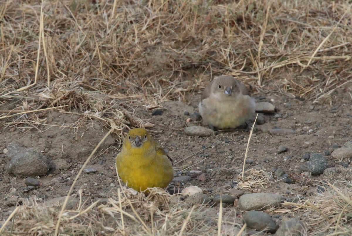 Patagonian Yellow-Finch - ML419307741