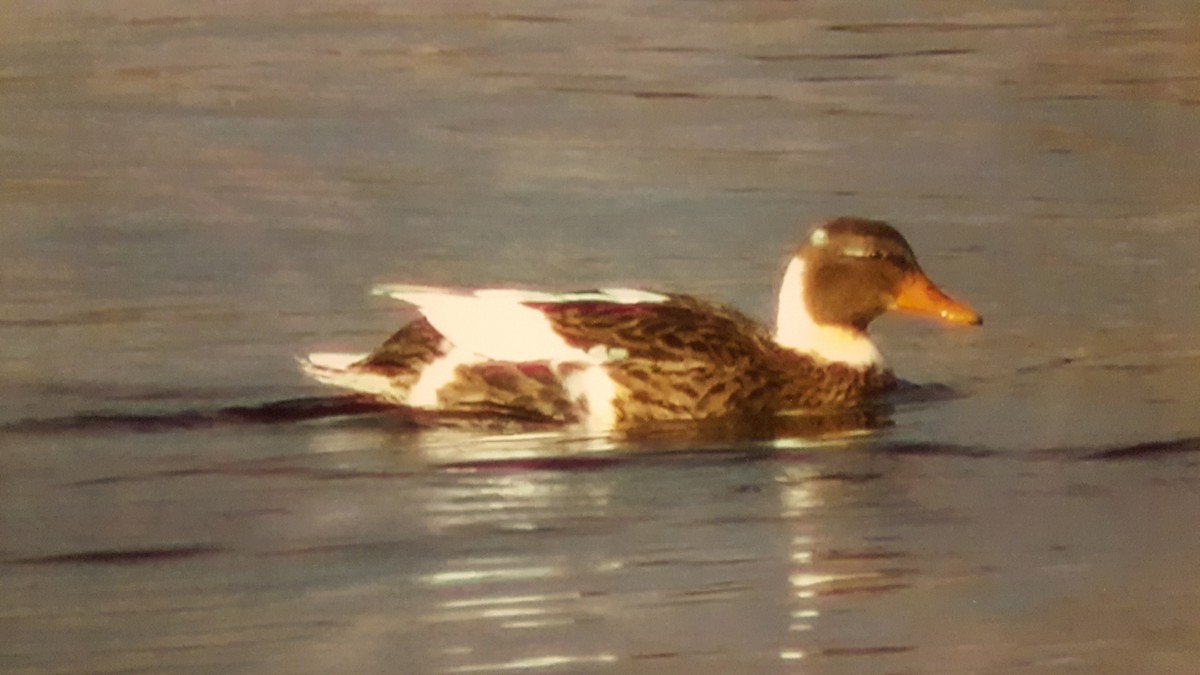 Mallard (Domestic type) - ML41931011