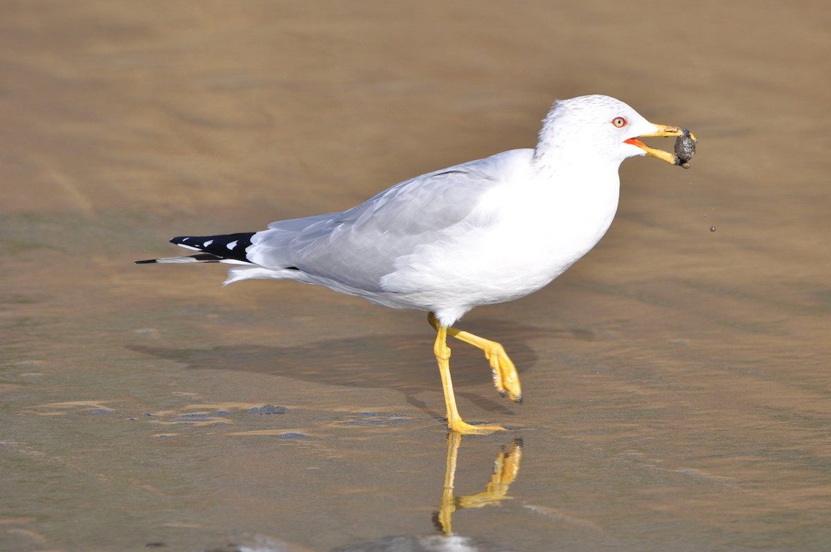 Ring-billed Gull - ML419310641