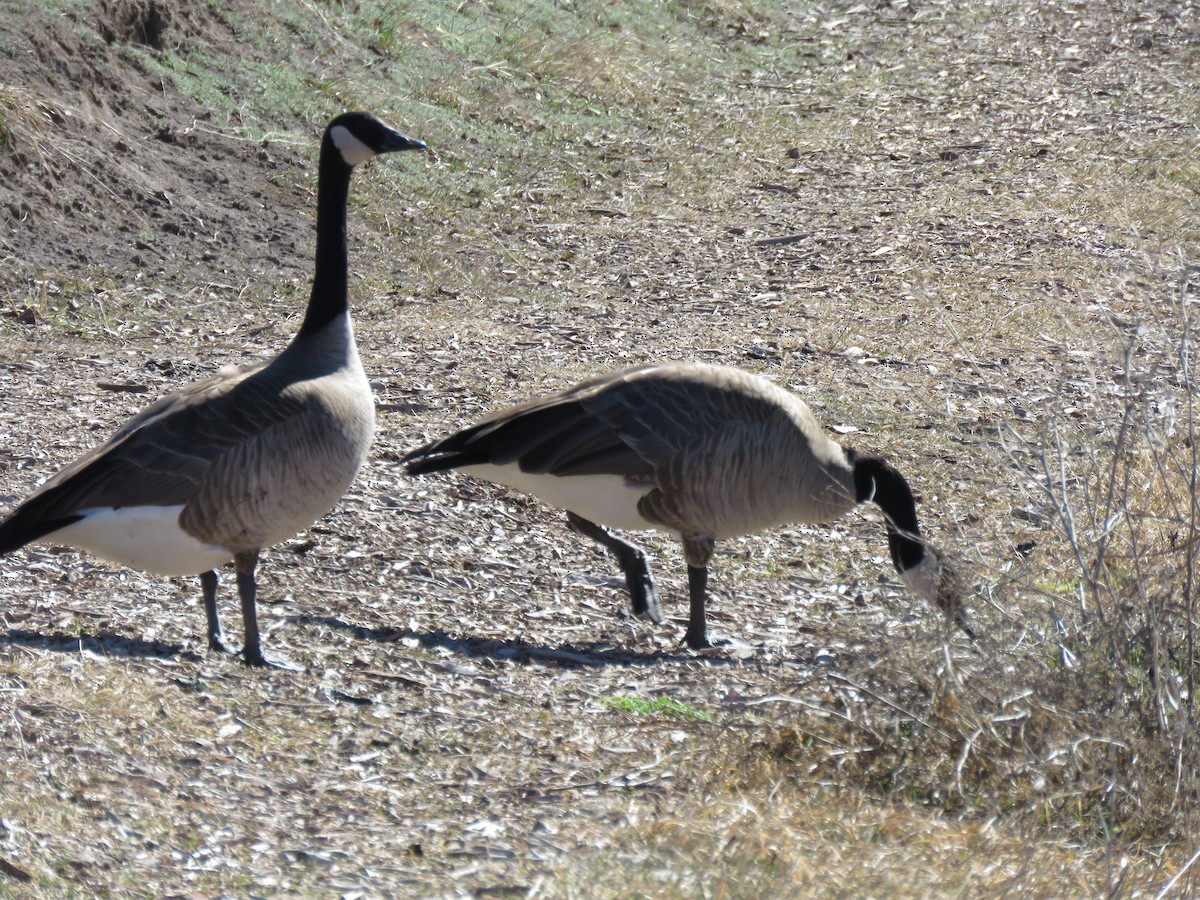 Canada Goose - ML419311251