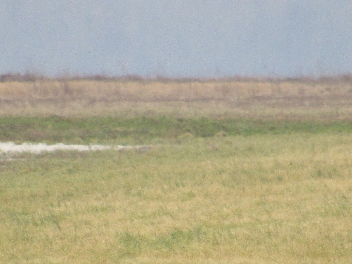 Long-billed Curlew - ML419313381