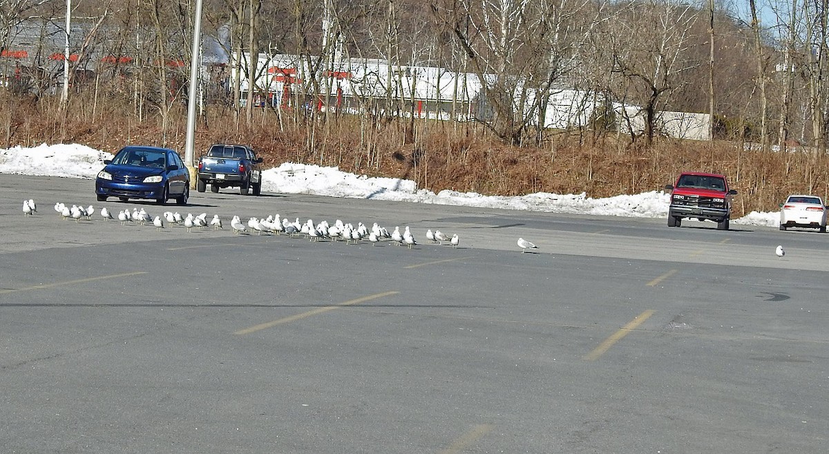 Ring-billed Gull - ML419314891