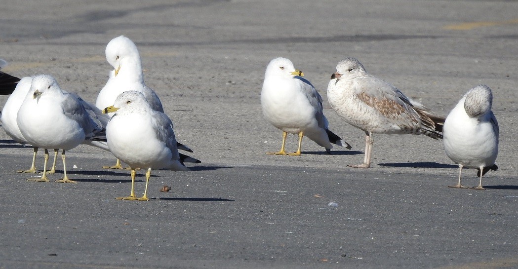 Ring-billed Gull - ML419314901