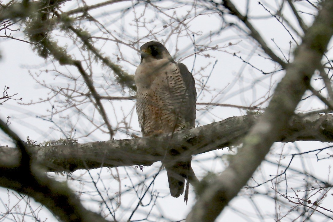 Peregrine Falcon - ML419315001