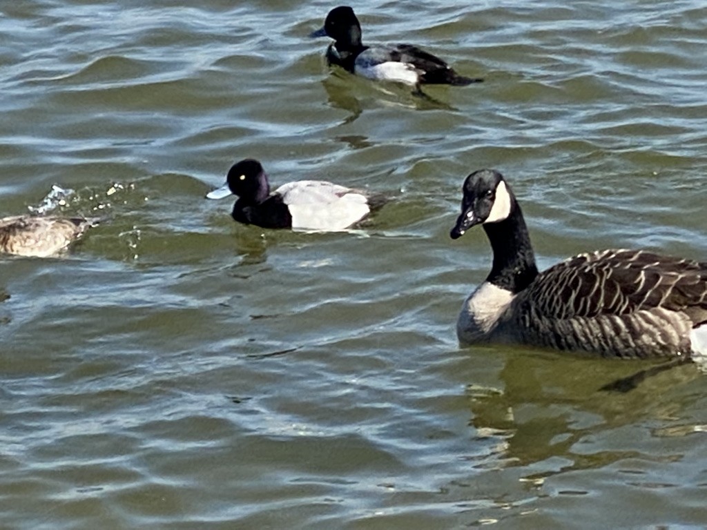 Canada Goose - ML419316491