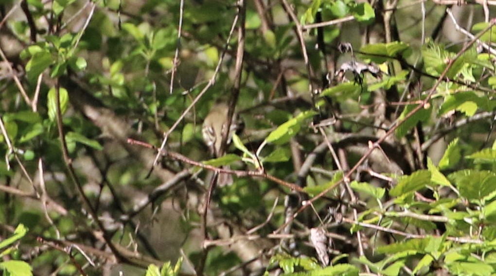 Ruby-crowned Kinglet - ML419316951