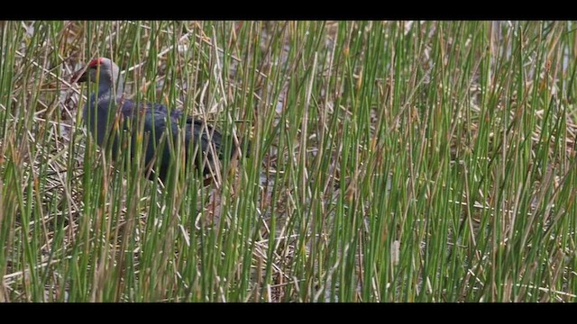 Gray-headed Swamphen - ML419317011