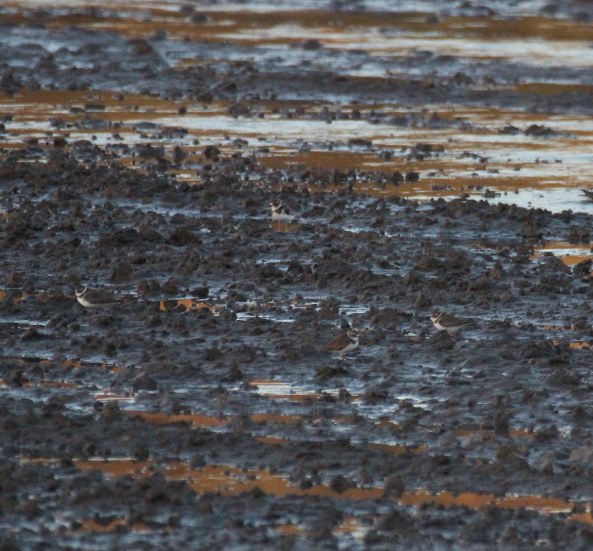 Semipalmated Plover - ML419318001