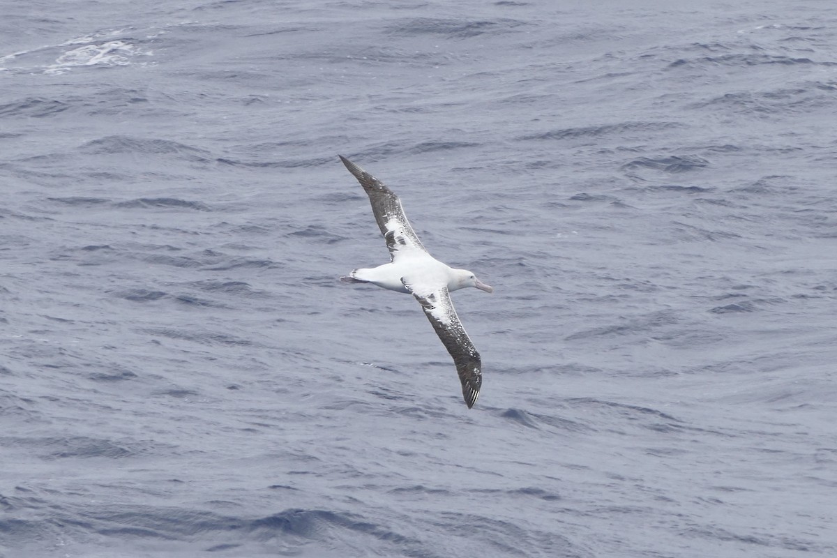 Snowy Albatross - ML41931811