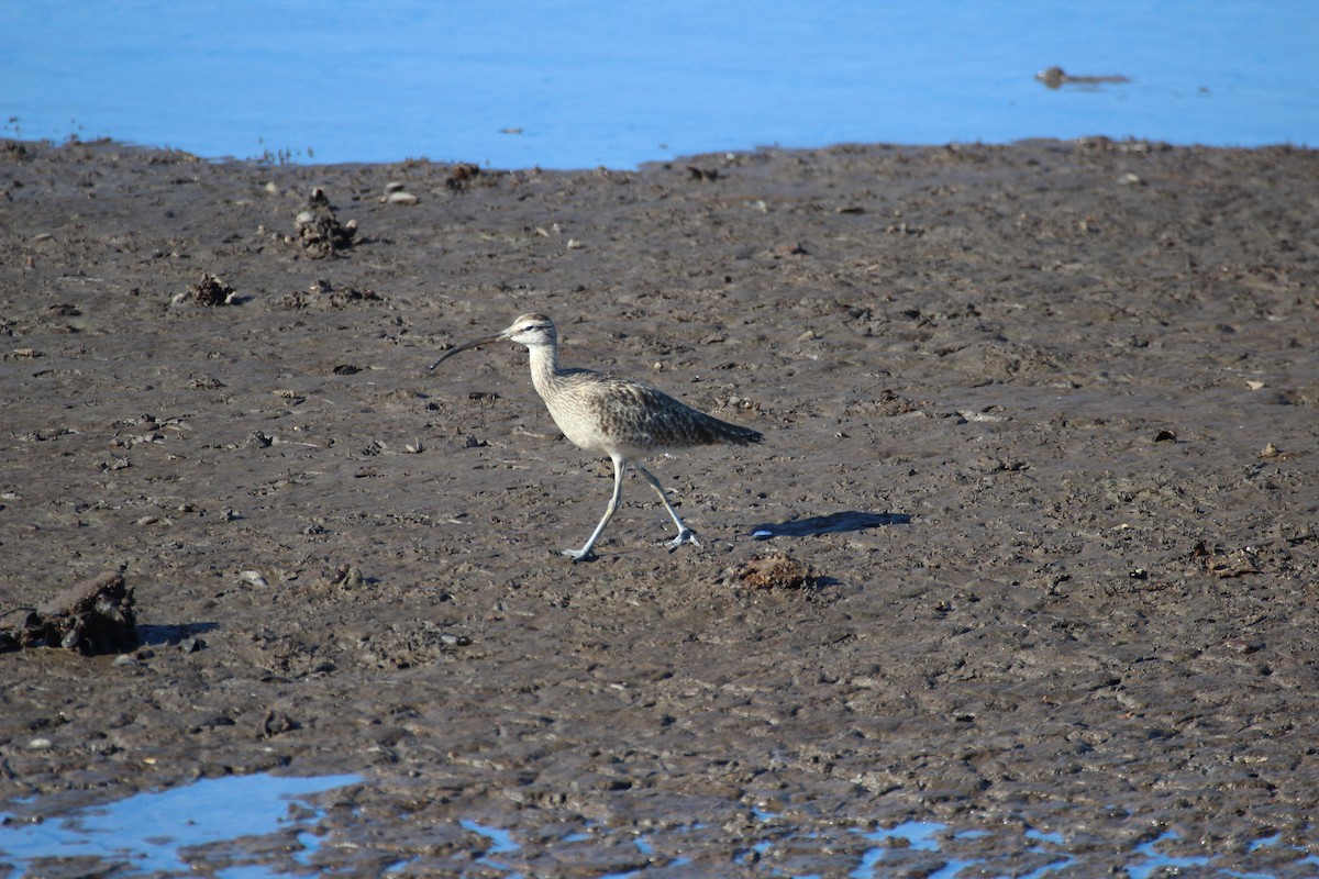 Regenbrachvogel - ML419318191