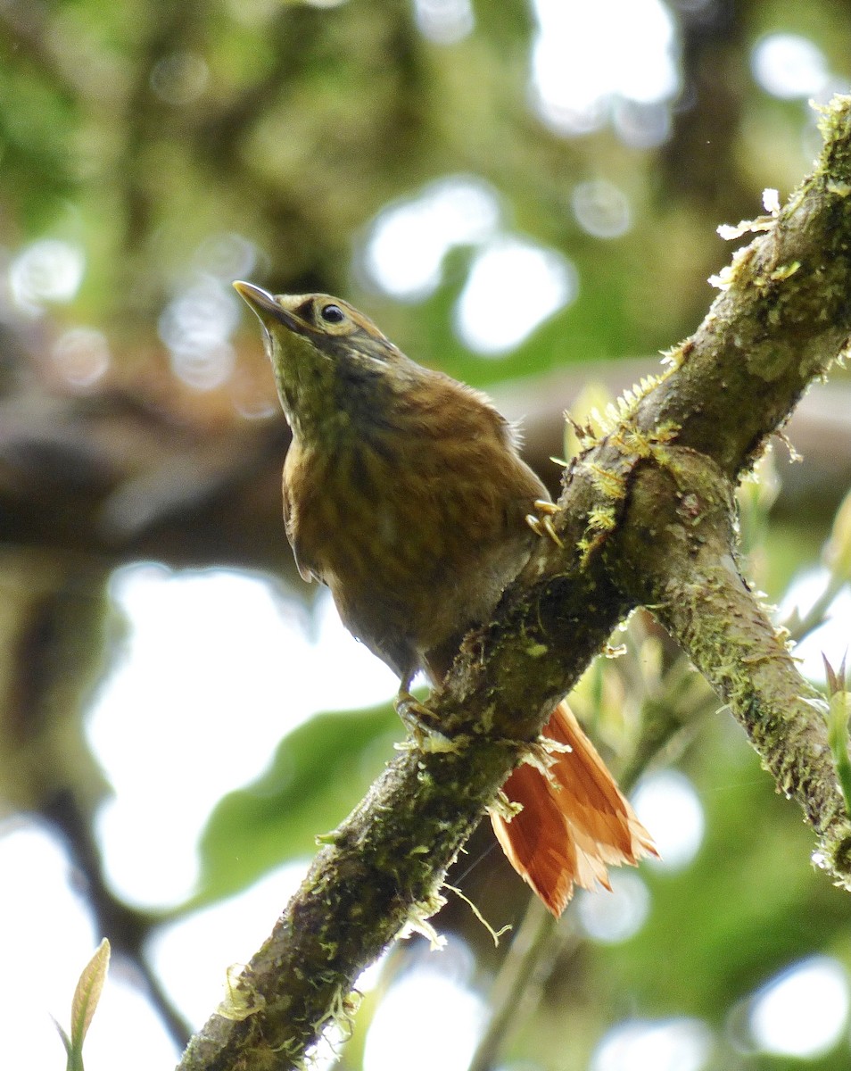 Scaly-throated Foliage-gleaner - Howie Nielsen