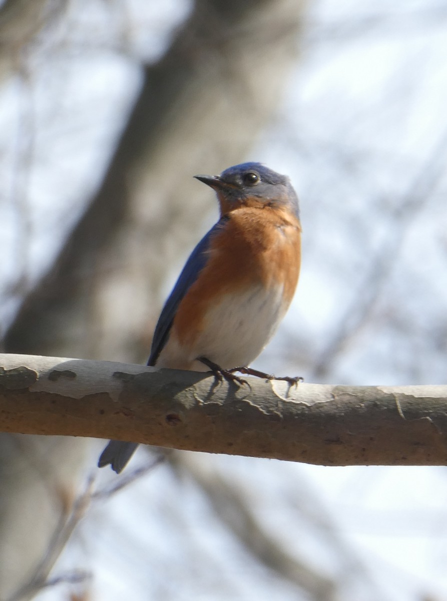 Eastern Bluebird - Greenbelt  Marc