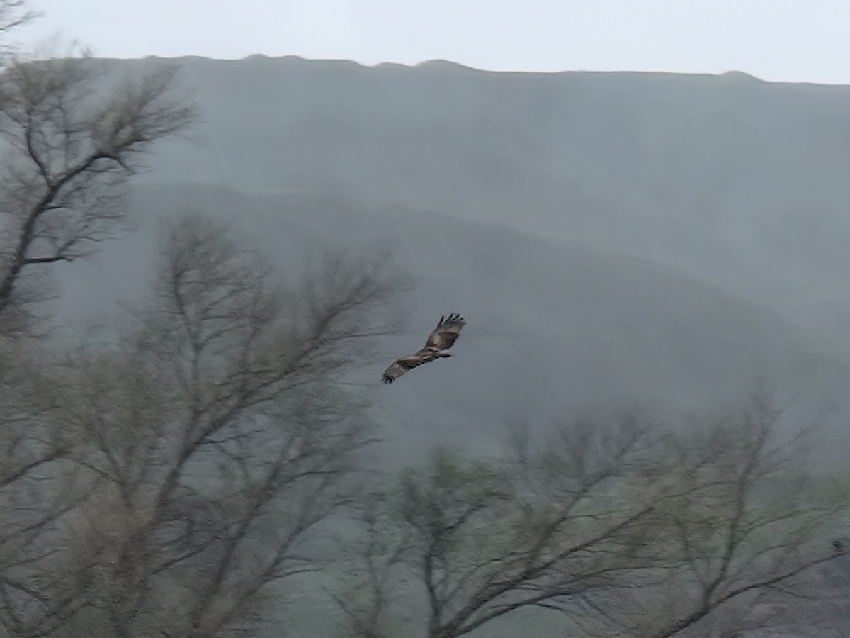 Northern Harrier - ML419324281