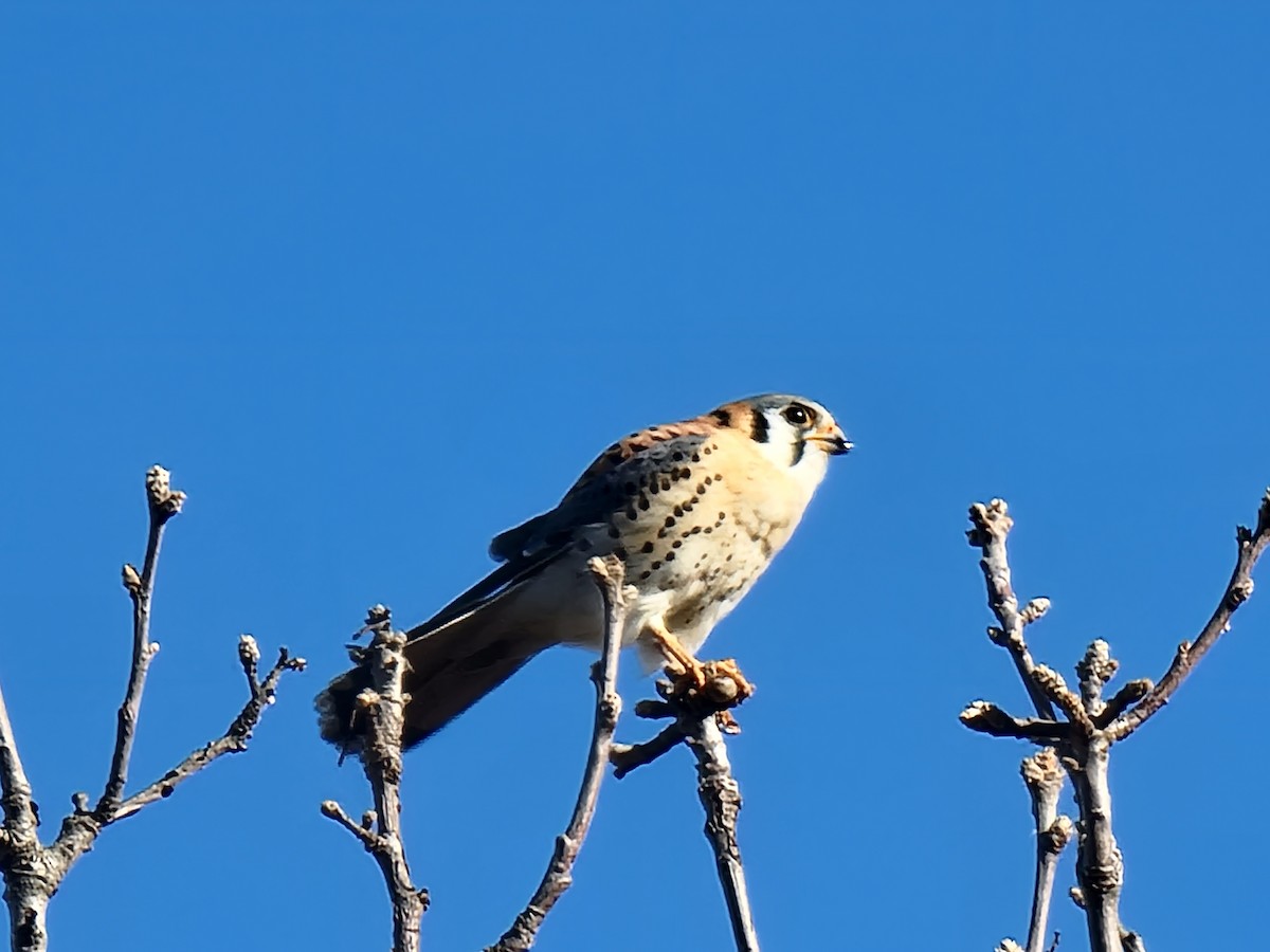 American Kestrel - ML419324521