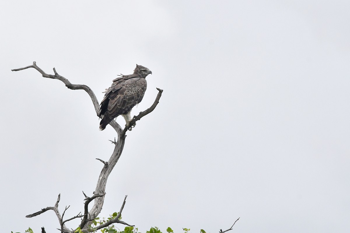 Martial Eagle - ML419327971