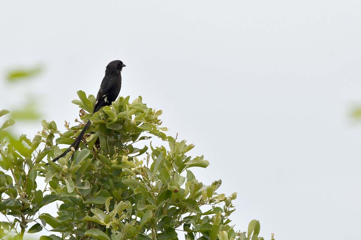 Magpie Shrike - ML419328011